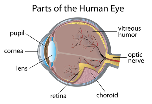 Cornea Transplant